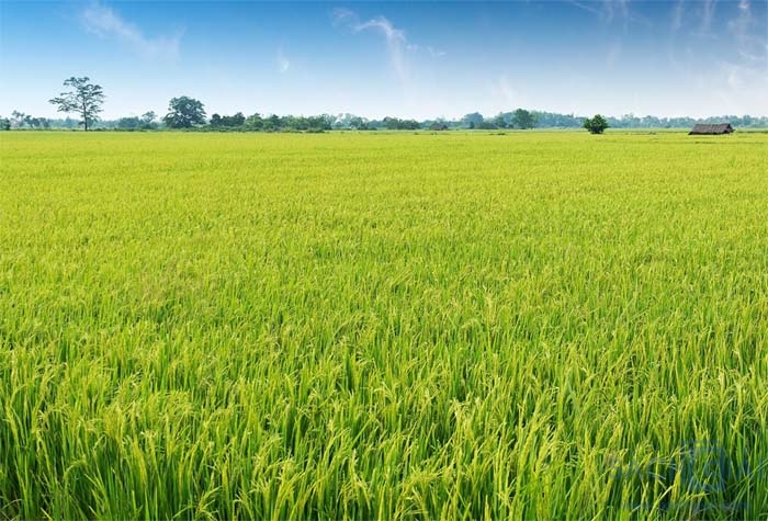 Tiêu chí sản phẩm sinh thái công bằng: Cơ hội và thách thức của ngành xuất khẩu gạo sang EU