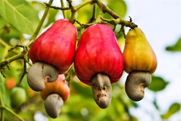 Ngành điều vượt thách thức để tận dụng lợi thế EVFTA