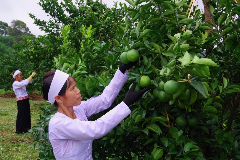 Sản xuất theo hướng nông nghiệp xanh – sạch: Cơ hội khẳng định mình của trái cây chế biến xuất khẩu Việt Nam