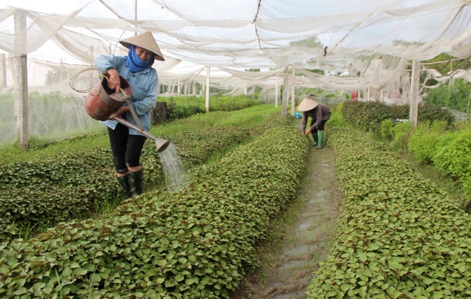 Ngành rau củ quả chế biến Việt Nam rộng mở tiến vào EU