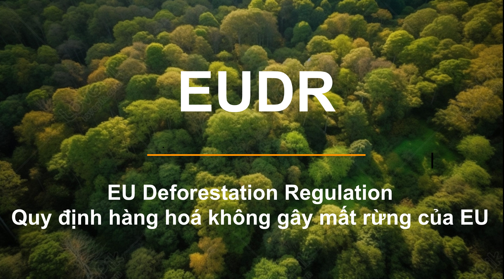 VIRI phối hợp cùng VFCO xây dựng hướng dẫn thực hiện quy định sản xuất hàng hóa nông nghiệp không gây mất rừng, đáp ứng các yêu cầu tuân thủ quy định EUDR