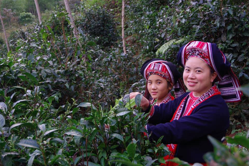 Visit to Phin Ho tea cooperative